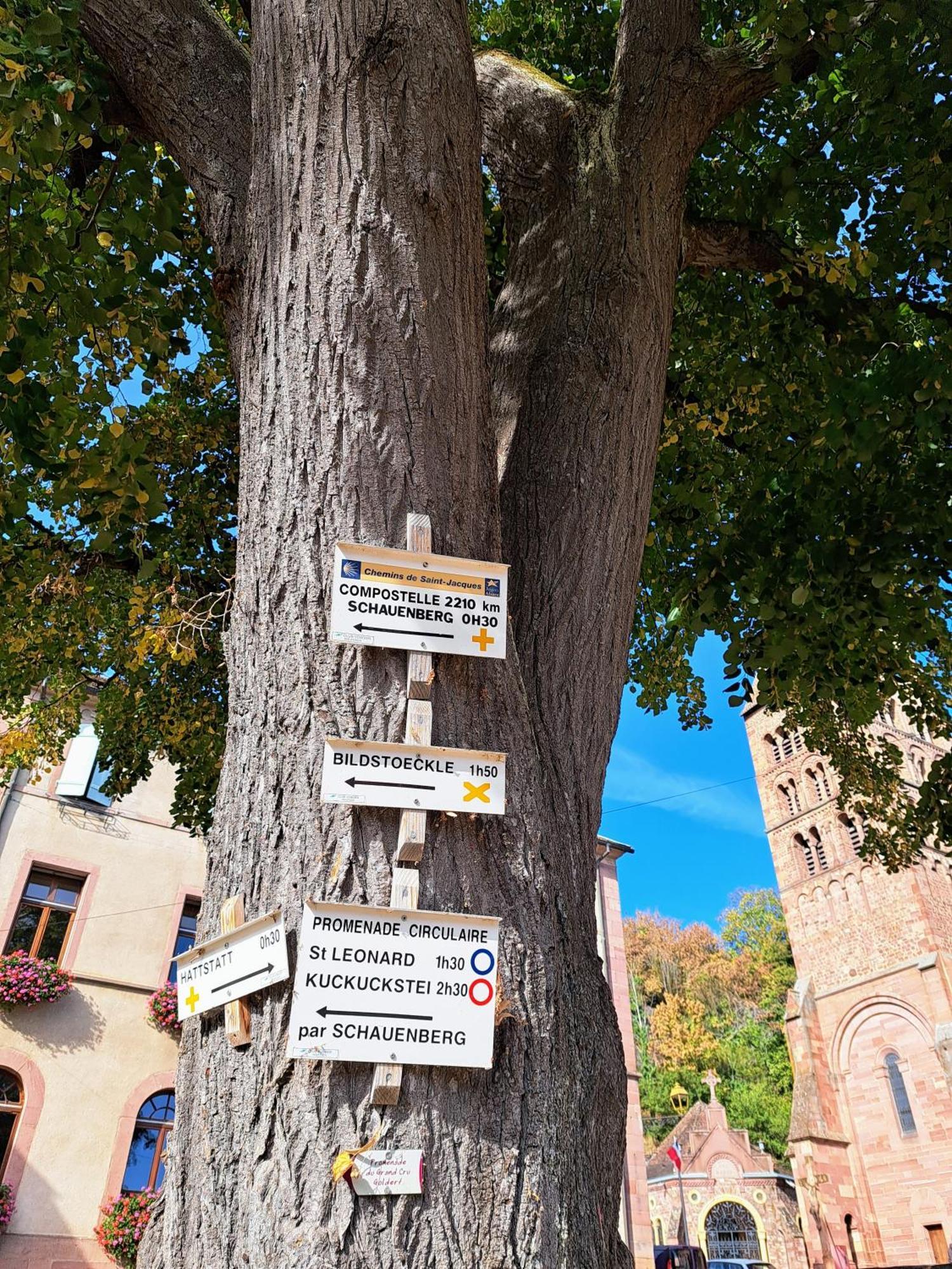 Grand Gite Dans Maison Alsacienne Historique Gueberschwihr Exteriör bild